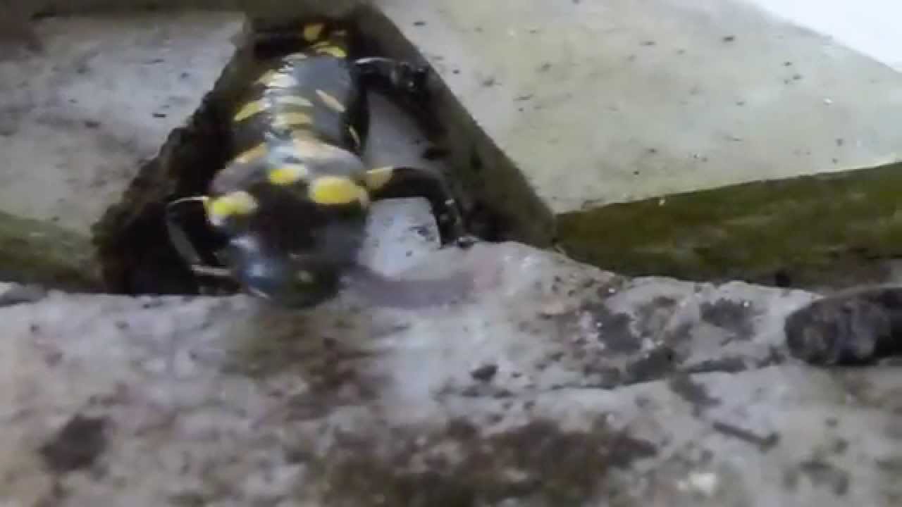 mauritius map Feuersalamander - fast food - Fire Salamander