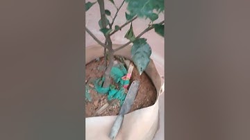 Hồng tứ quý chuẩn giống giá nhà làm cây bật rễ cây ghép đều có lh0376683142