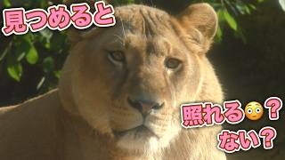 【旭山ライオン＆トラ】気温31度の暑さにライオン達は？トラの娘はママ探し。オリトイオ＆ザリアファミリーvol.785.Lions doing on a hot day 31°C?Lion＆Tiger