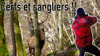 SANGLIERS, CERFS et CHEVREUILS EN BATTUE ALSACIENNE