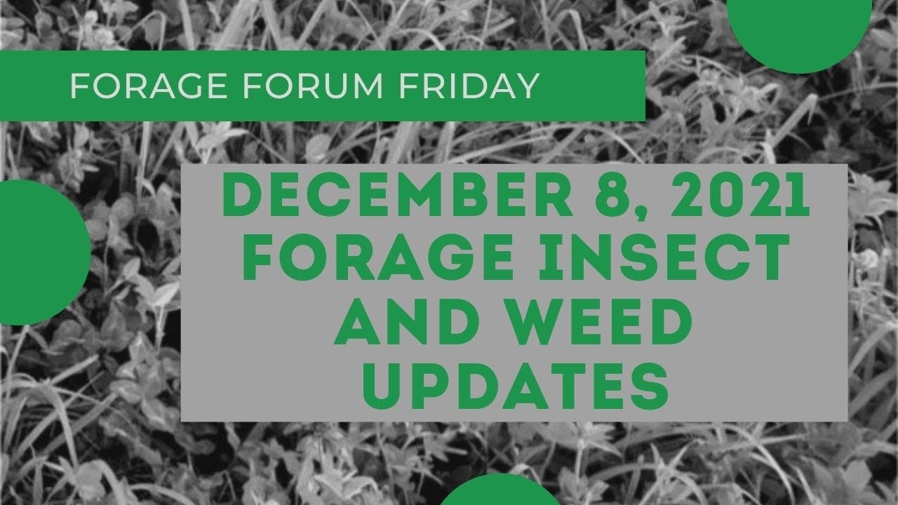Insect Forage Forage Forum Fridays December 8 Forage Insect and Weed Management ...