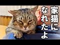生まれてから8年ずっと野良猫だったおっさん猫の家猫生活3ヶ月の軌跡【家猫生活3ヶ月のまとめ】