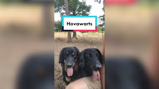 Hovawarts