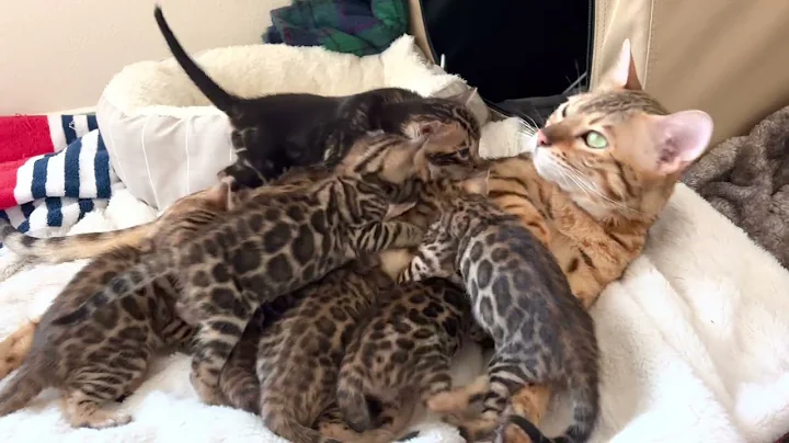 Video 11302811: bengal kitten, kittens litter, litter born