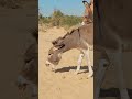 °The Real Bonding 😱#shorts #viral #animals #fyp