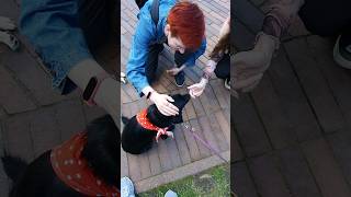 Сходила на сбор собачьих приютов Калининград🐕🥳🦮#калининград #кёнигсберг #россия