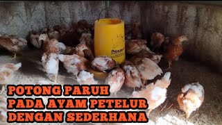 CARA MELAKUKAN POTONG PARUH AYAM PETELUR UNTUK SKALA PEMELIHARAAN 100 EKOR