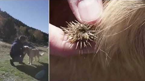 The Story of the VELCRO® Brand