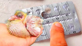 картинка: Почему Сохнут и Дохнут Голубята? Это им поможет!!! 
