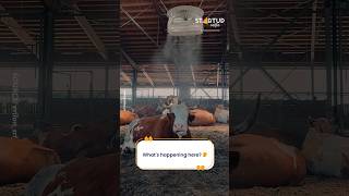 This looks like fog... but its actually helping animals 🐄