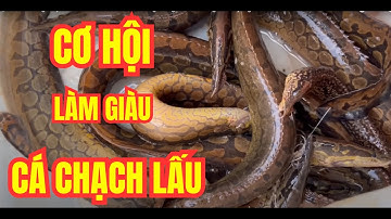 Cá Chạch Lấu | Chiến Lược Chăn Nuôi Thông Minh, Mở Ra Cơ Hội Làm Giàu Không Tưởng