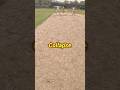 RCB se Bura Collapse 😰 | Go pro Pov |