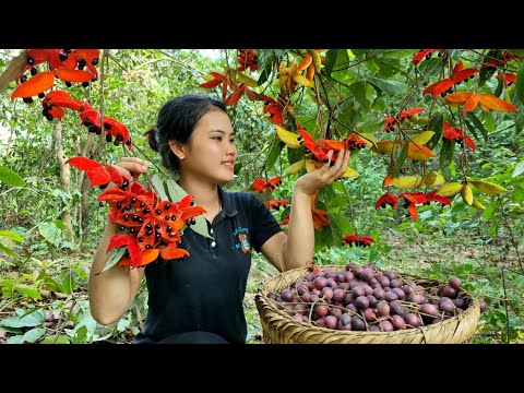 FULL VIDEO: Harvesting Fruits from Nature to bring to the market sell - Daily life | Trieu Thi Thuy
