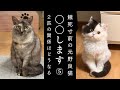 餓死寸前の長毛猫を緊急保護⑤２匹の関係はどうなる！？