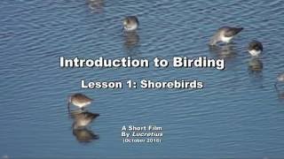 Birding 101, Lesson 1: Shorebirds