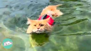 Two Cats Jump In Lakes And Steal Bathtubs. Owners Are Shocked | Cuddle Buddies