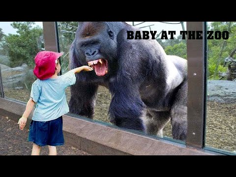TRY NOT TO LAUGH | Funny Babies At The Zoo  - LAUGH TRIGGER