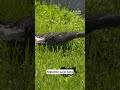 Melamin toži družino pokojnega delavca