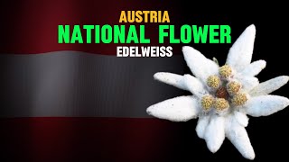 What is the national flower of Austria?