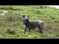 MR Wild Cattle Ranch - Bulls In The Pastures - Terceira Island - Azores - Portugal