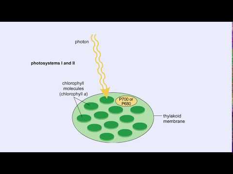 Video: Odkud původně pocházejí excitované elektrony proudící fotosystémem II?