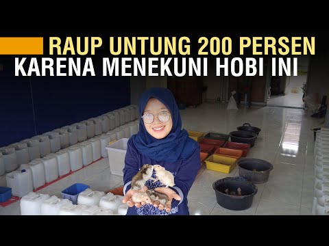 Video: Apakah hamster merupakan peternak yang produktif?