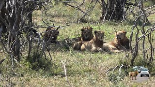 Spotted The Five Young Kumana Male Lions With Mluwati Father