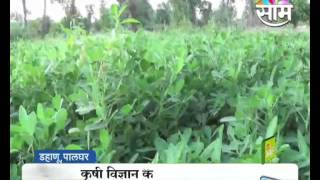 Palghar Women Bachat Gat groundnut farming success story