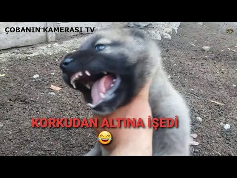 30 Gunluk Kangal Yavrusuna Kurt Sesi Dinlettim Yal Yapimi Youtube