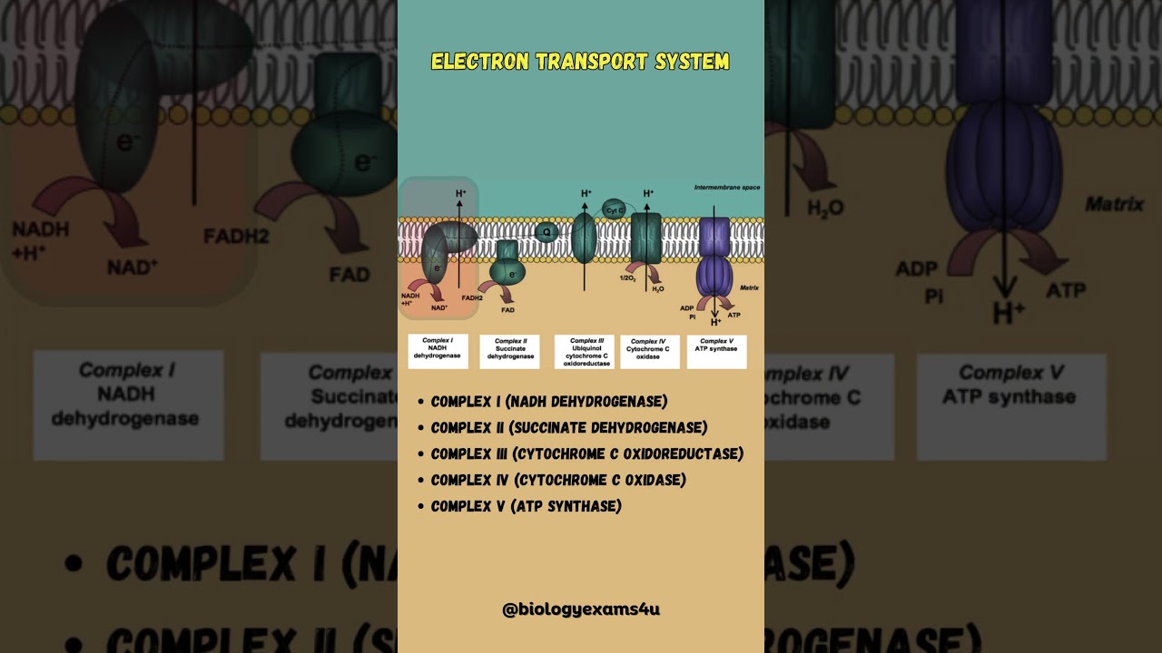 5 Complexes in Electron Transport Chain (ETC)