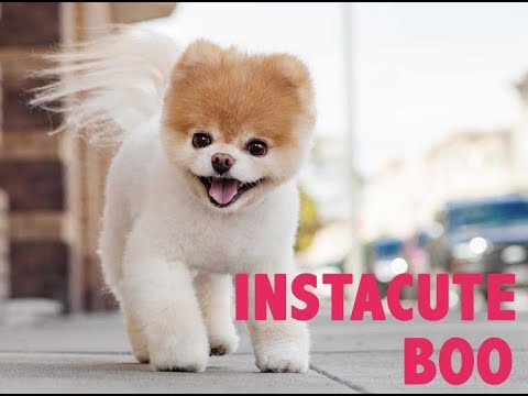 Boo : Le loulou de Poméranie le plus cute du monde !