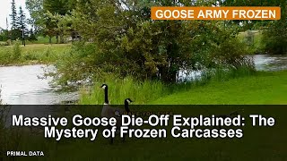 Massive Goose Die-Off Explained: The Mystery of Frozen Carcasses
