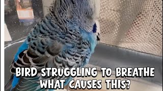 Jika burung Anda bernapas seperti ini, Anda mungkin hanya punya waktu beberapa menit!