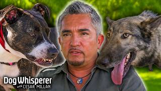 Some Of The Angriest & Wildest Dogs Cesar Has Tamed | Dog Whisperer With Cesar Millan