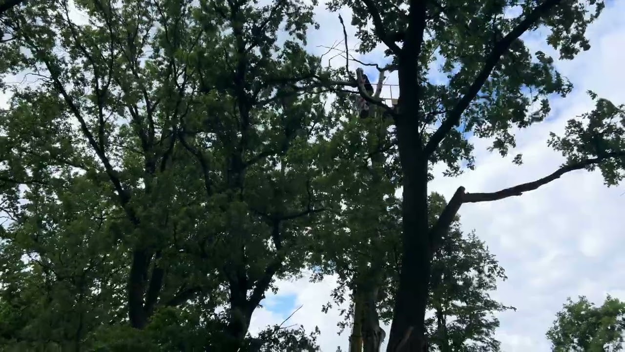 Odpiłowali zagrażające konary ręczna piłą, żeby nie niepokoić dzięciołów!