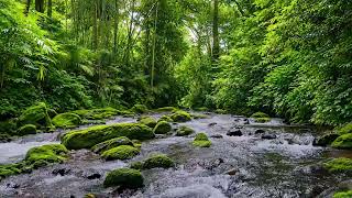 Soothing River Flow Sounds, Gentle Birds Chirping, Relaxing Forest Atmosphere for Rest