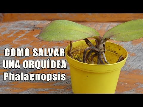 Video: Cómo Salvar La Phalaenopsis