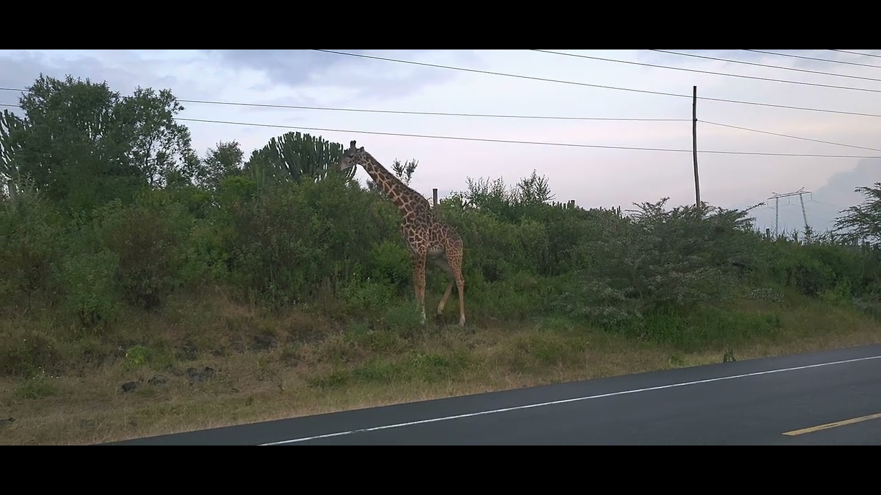 Giraffe on highway