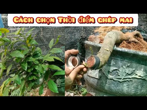 #1 Ghép Mai Vàng | cách chọn thời điểm ghép - sống mạnh - mau khỏe cây Mới Nhất 13 #1 Ghép Mai Vàng | cách chọn thời điểm ghép – sống mạnh – mau khỏe cây Mới Nhất