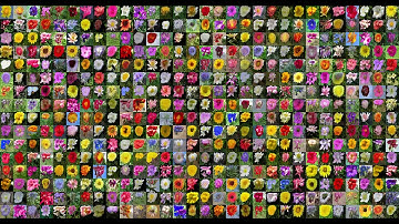 flowers 256x256 progression stylegan2-ada-pytorch