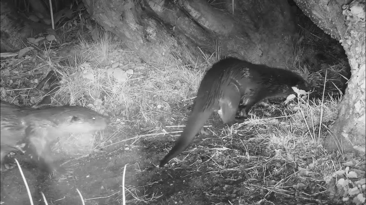 Otter family at night - YouTube