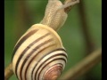 Les escargots  documentaire animalier
