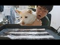 韓国生まれの柴犬ボムちゃんと一緒に鰻パーティー💖