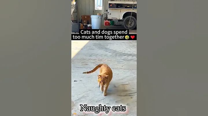 Video 11777331: cats funny fail