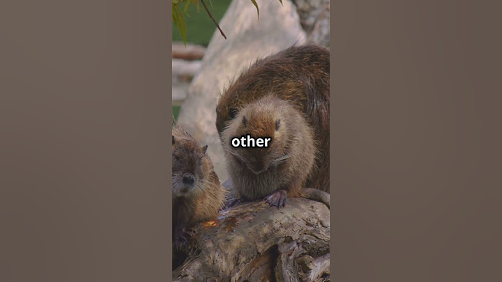 Meet Nibi The Diva Beaver's Courtroom Drama