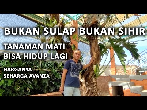 Video: Kebahagiaan ibu - akan ada anak-anak di sekolah: kartun tentang awal tahun ajaran baru