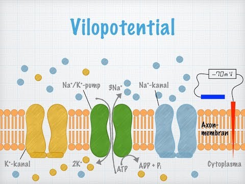 Video: Har alla celler en vilande membranpotential?