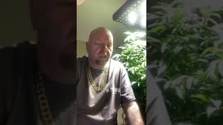 Educational purposes only how to make clones from mother medical marijuana plants
