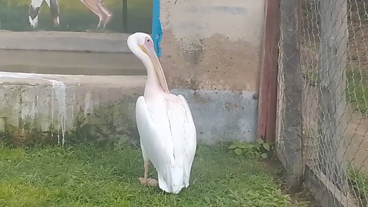 Wow.! This is  WHY white pelican is different from from other birds.am lwijisyo 