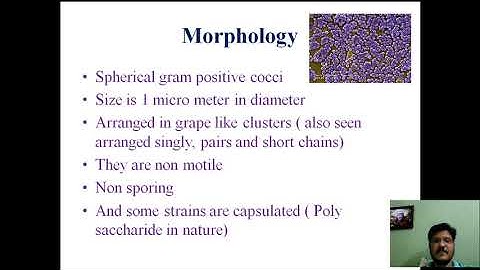 ckvstaphylococcus part 1